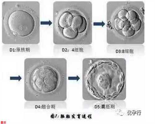 上海代孕哪家靠谱_365国际助孕中心官网