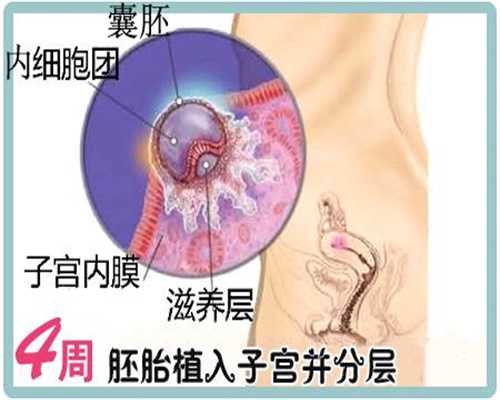 上海添一代怀孕机构_上海零首付代怀孕_怀孕初期能不能吃鸭血