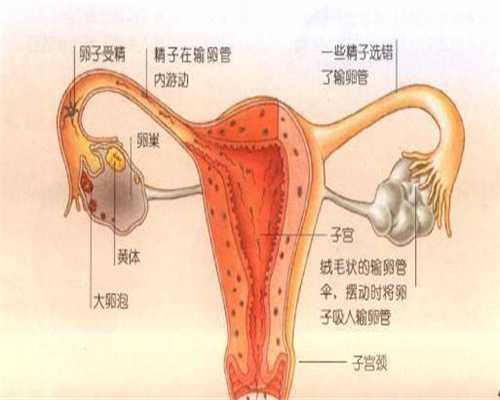 上海最好的代孕_上海国内代孕中心_胎心监护多少周做合适呢