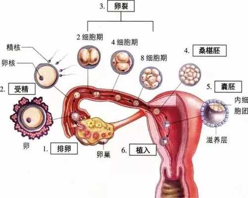 上海试管供卵_上海试管代孕包性别
