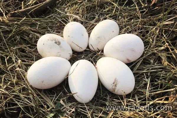 试管移植后可以吃鹅蛋吗？孕妇吃鹅蛋的功效与作用